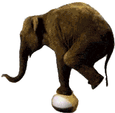 Animated elephant2